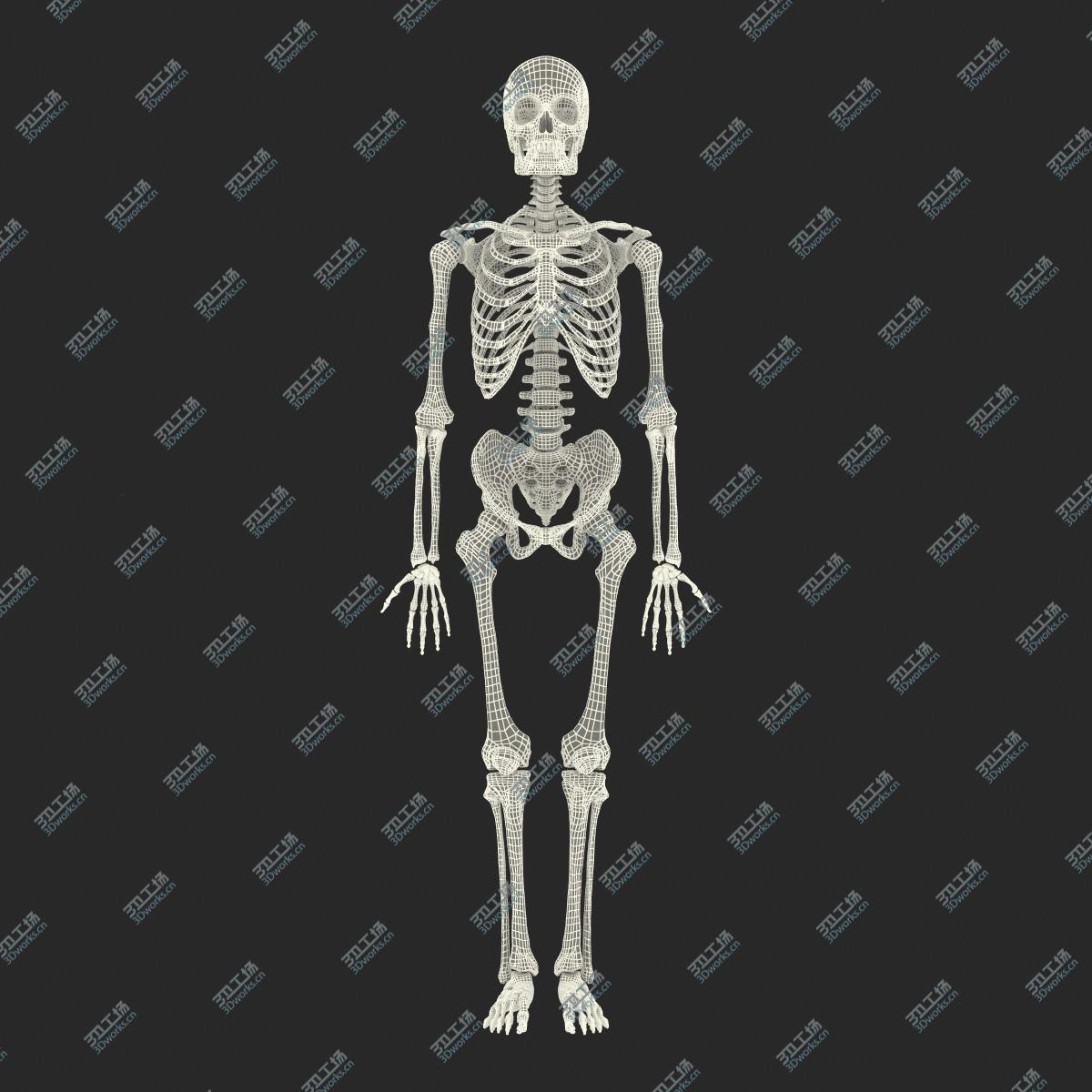 images/goods_img/202104022/Human Male Skeleton Rigged for Maya/3.jpg